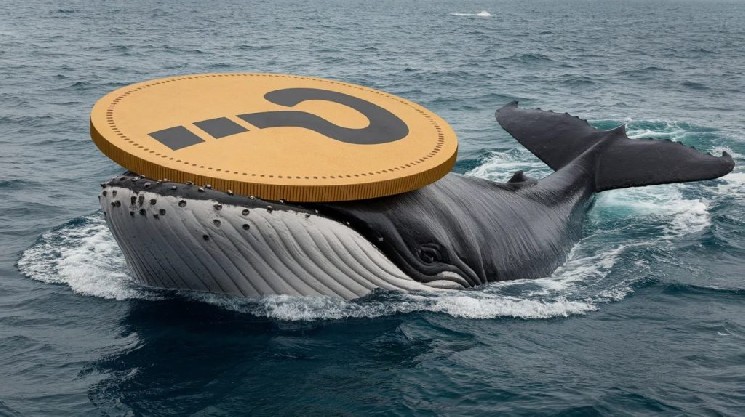 Bitcoin Surpasses $65,000 After US Move, Whales Get Active! Here Are Their Altcoin Transactions