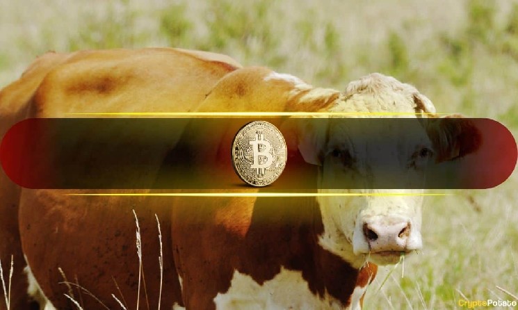 Bitwise CIO Predicts the Biggest Crypto Bull Market Yet – These 2 Investments Could Lead It