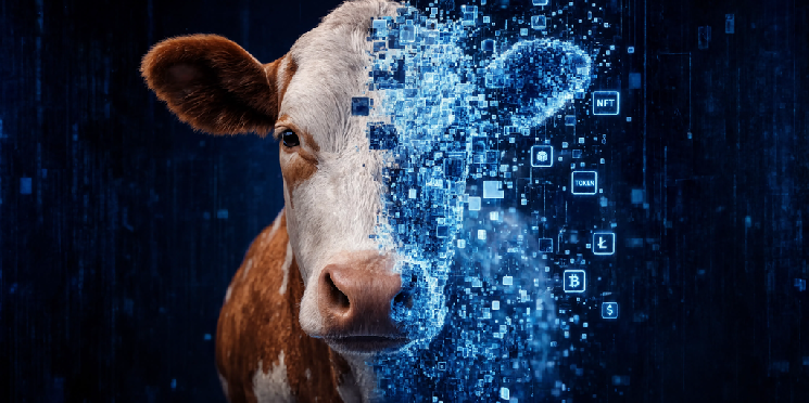 Brazilian Farmers Are Tokenizing Cows to Get Farm Loans—And It’s Working