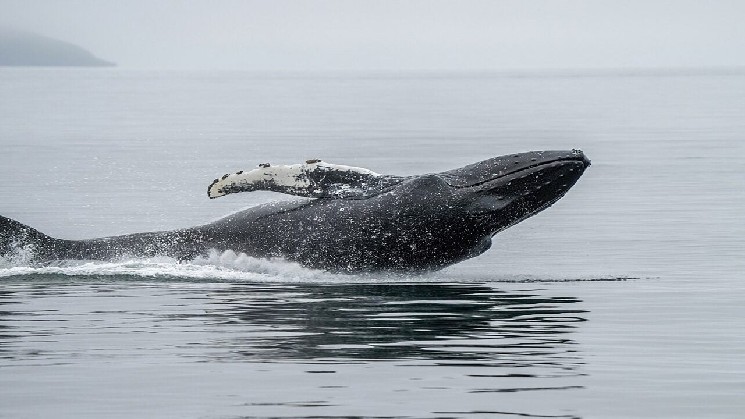 This Whale Bought ETH at $4,311 and Never Sold. It Cost Him $23.8 Million