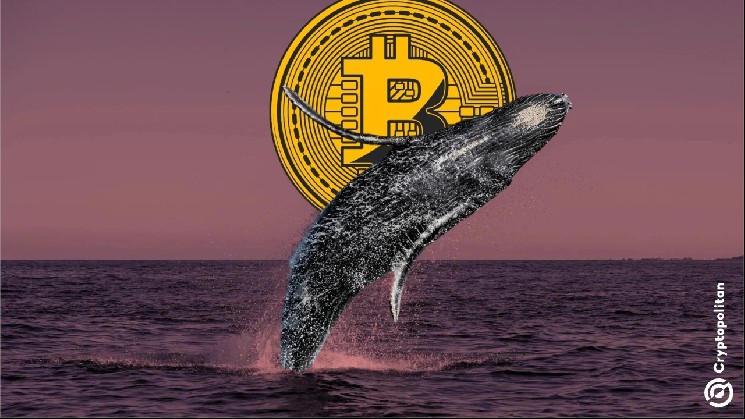 Bitcoin whale wallets keep selling, mounting pressure on BTC’s price trajectory