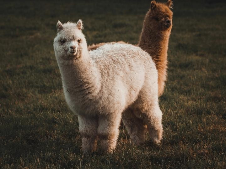 Crypto brokerage firm Alpaca raises $135 million for tokenized stock infrastructure