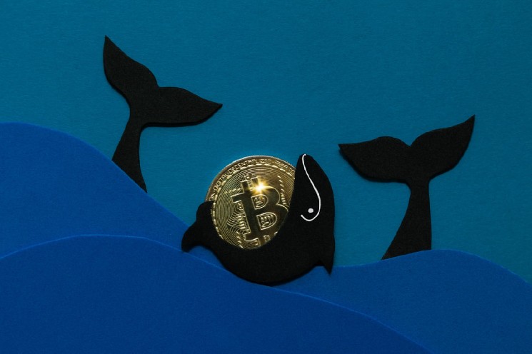 Bitcoin Whale Wallets See Major Rebound