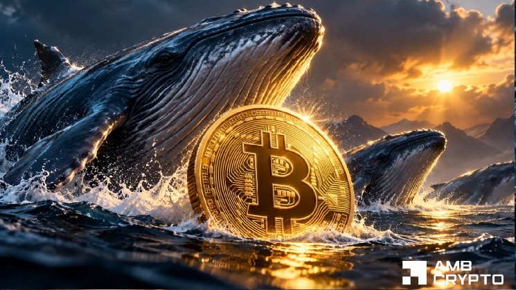 Bitcoin whales add 88,987 BTC – So why are traders buying protection?