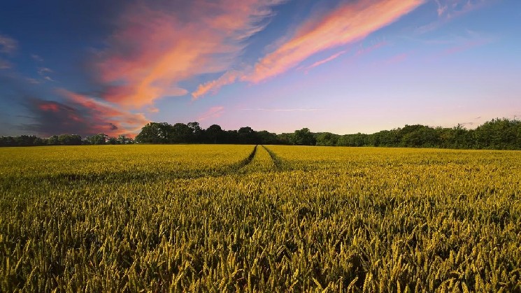 Indian agri warehouse giant is putting $2 billion in grain-backed loans onchain